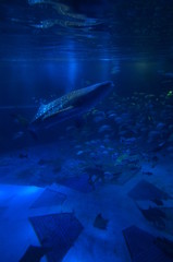 See whale sharks swimming in the aquarium