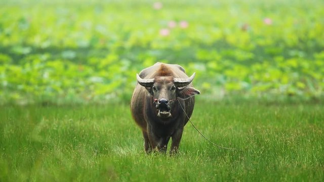Water Buffalo eating green grass at field in Thailand