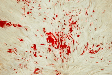 A piece of wool skin with red blood stains. Blood stains on wool skin. Blood stains on the back of...