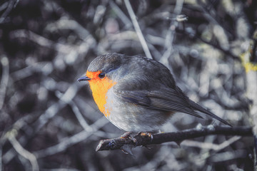 Robin birding