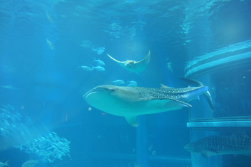 See whale sharks swimming in the aquarium