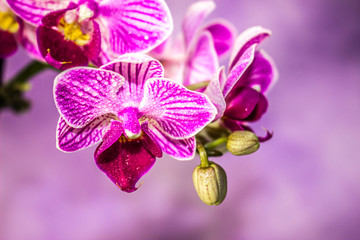Obraz na płótnie Canvas Beautiful fresh Orchids with an artistic background