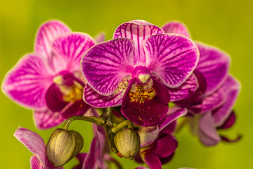 Fototapeta na wymiar Beautiful fresh Orchids with an artistic background