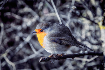 robin