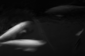 Koi fish carp swim in water