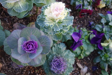 2月のカラフルな葉牡丹