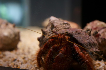 Keep hermit crabs in the aquarium