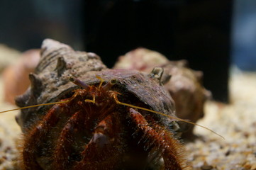 Keep hermit crabs in the aquarium