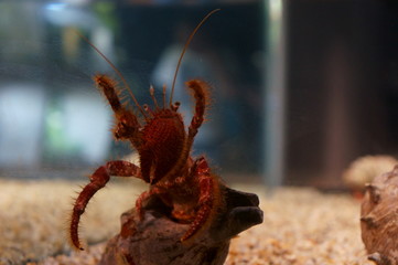 Keep hermit crabs in the aquarium