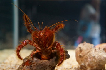 Keep hermit crabs in the aquarium