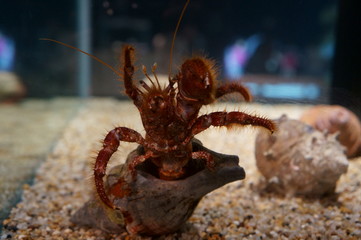 Keep hermit crabs in the aquarium
