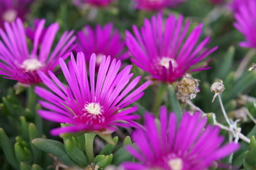 Lampranthus spectabilis with pink flowers