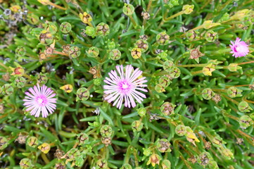 Fototapeta premium Lampranthus spectabilis with pink flowers