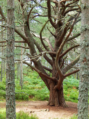 Knorriger Baum
