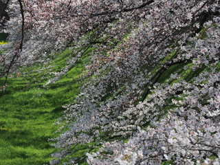 春爛漫！桜満開の名古屋城