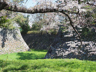 春爛漫！桜満開の名古屋城
