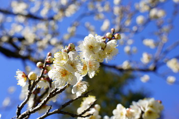 青空を背景に白い梅の花が咲く