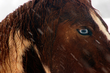 Horse and Snow