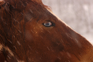 Horse and Snow