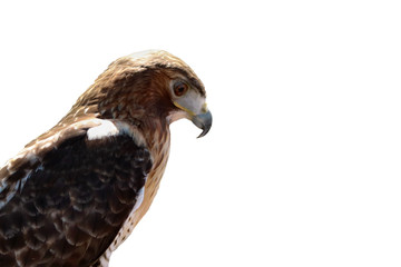 Red Shouldered Hawk, Isolated