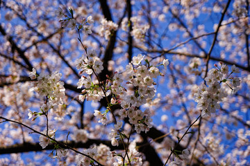 東京都 目黒川 川沿いの桜
