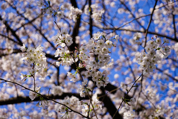 東京都 目黒川 川沿いの桜