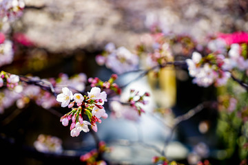 東京都 目黒川 川沿いの桜