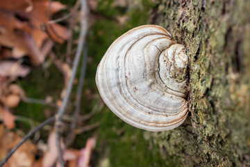 A faded artist's conk mushroom (Ganoderma applanatum) growing on a tree trunk - obrazy, fototapety, plakaty