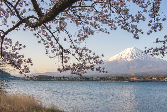 Fuji Mountain and Pink Sakura Branches at Kawaguchiko Lake, Japan © iamdoctoregg