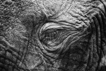 Close-up van olifant