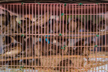 Many birds in a cage