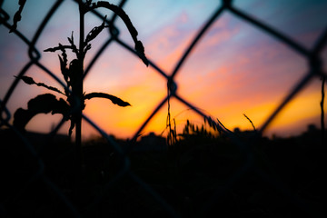 フェンスと夕焼け