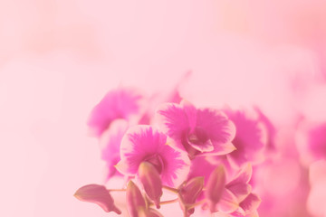 Fototapeta na wymiar orchid flower blooming background