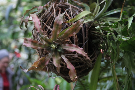 bromeliads, bromeliads in cakedama, Cryptanthus, earthen star, kriptantus