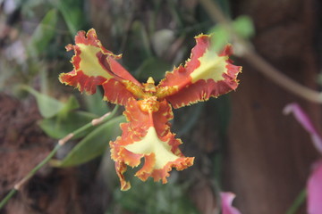 psyhopsis, orchid blooms  Mariposa peloric , macroflowers Psyhopsis Mariposa 