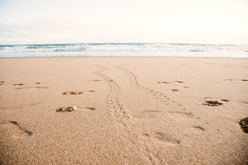 2 baby turtles footprint on the beach Australia Queensland Bundaberg beauty in nature protection morning