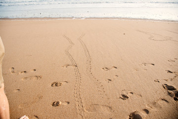 Fototapeta na wymiar cute 2 baby turtles footprint on the beach Australia Queensland Bundaberg beauty in nature protection