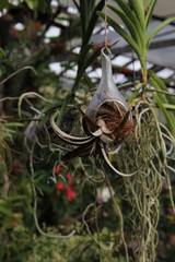 aerial plants , tillandsia, tillandsia soars, tillandsia exhibition atmospheric plants Tillandsia capitata Red.