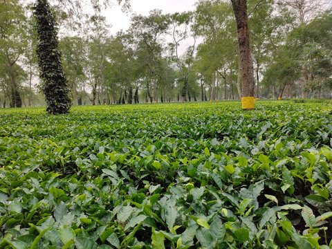 Tea garden in the world tea capital city jorhat,ASSAM, INDIA