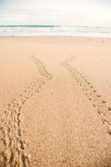 2 baby turtles footprint on the beach Australia Queensland Bundaberg beauty in nature protection