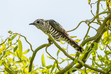 Shining Bronze Cuckoo in New Zealand