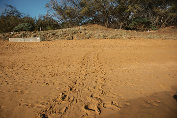 Fototapeta na wymiar a mother turtle footprint on the beach Australia Queensland Bundaberg beauty in nature protection