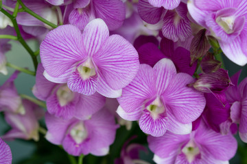 Obraz na płótnie Canvas Backgrounds Textures Purple Thai orchid