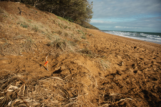 Mother Turtle Egg Point On The Beach Australia Queensland Bundaberg Beauty In Nature Protection