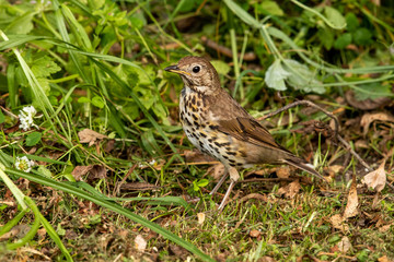 Song Thrush in New Zealand