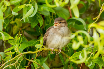 House Sparrow in New Zealand