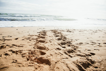 baby mother turtle footprint on the beach Australia Queensland Bundaberg beauty in nature protection