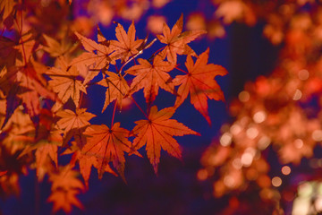 赤い紅葉のライトアップ
