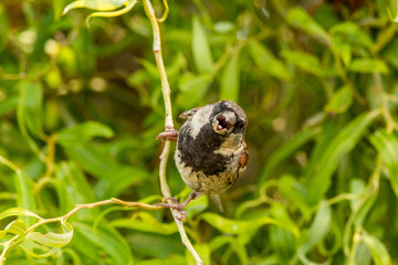 House Sparrow in New Zealand