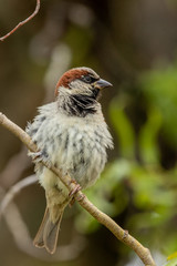 House Sparrow in New Zealand